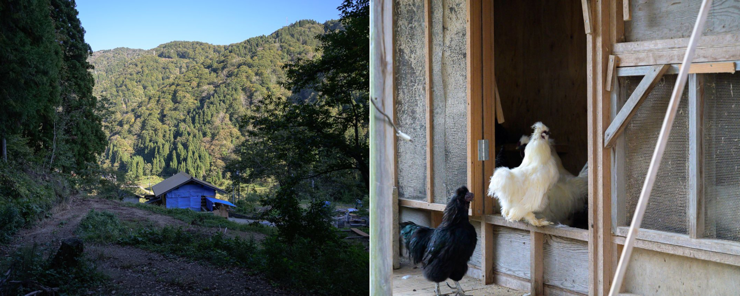 左：裏山から望むリフォーム中の事務所兼自宅／右：烏骨鶏やチャボなどの鶏を飼育している。「なんかずっと飼ってるんですよね」とあらべぇさん